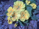 Imag011