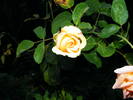 DSCF3716