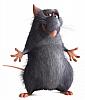 Ratatouille-1182796681