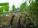DSCF5003