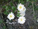 DSC00167