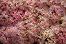 FLOWERS1