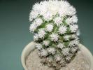 Mamillaria vetula ssp. gracilis v. snowcap