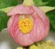 abutilon roz