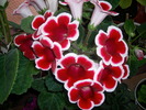 Gloxinia rosu paspoalat