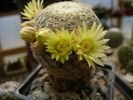 mammillaria_solisioides