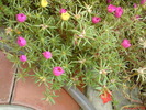 DSC00780