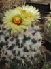 Coryphantha andreae