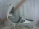 QUTUMRMLXQEPGZINOND