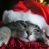www_avatarele_ro__1202035862_591944