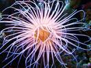 pink%20tube%20anemone[1]