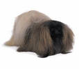 pekingese