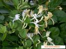 MANA MAICII DOMNULUI-LONICERA CAPRIFOLIUM