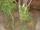 DSC09818