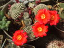 Rebutia krainsiana