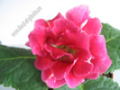 Gloxinia roze picatele dungulite 4