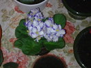 VIOLETA