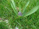 Dutch Hyacinth (2009, March 30)