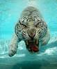 tiger underwater 5