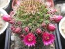 Mammillaria bakebergiana