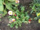DSC09215