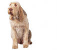 spinone_italiano