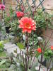 Dalie (Bakker) 13 iul 2009 (1)