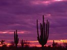 Cacti at Sunset