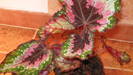 Begonia Rex