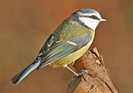 BlueTit200312t[1]