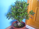 floare de jad