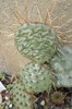 Opuntia phaeacantha, 10 ianuarie 2010