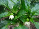 Bell Pepper Purple Flame (2009, Jun.17)