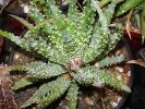 Aloe humilis