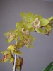 Orhidee Cymbidium 30 oct 2009 (2)