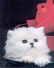 pisici-haioase-in-cadoul-de-craciun-inainte-de-a-se-impacheta-2009