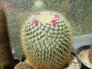 3. Mammillaria ?