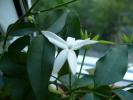floricica de jasmin