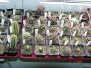 Grup plante