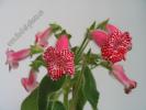 Kohleria Monte Friendship 6