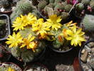 Rebutia marsonerii