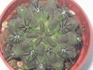 Neoporteria paucicostata - iulie 2009