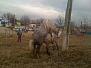 Percheron