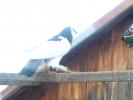 Picture 028