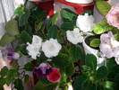 Gloxinii