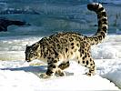 Calculation, Snow Leopard