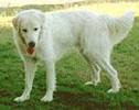 Maremmaner Hirtenhund
