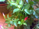sundaville
