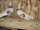 P9061579