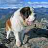 saint bernard (Simba)